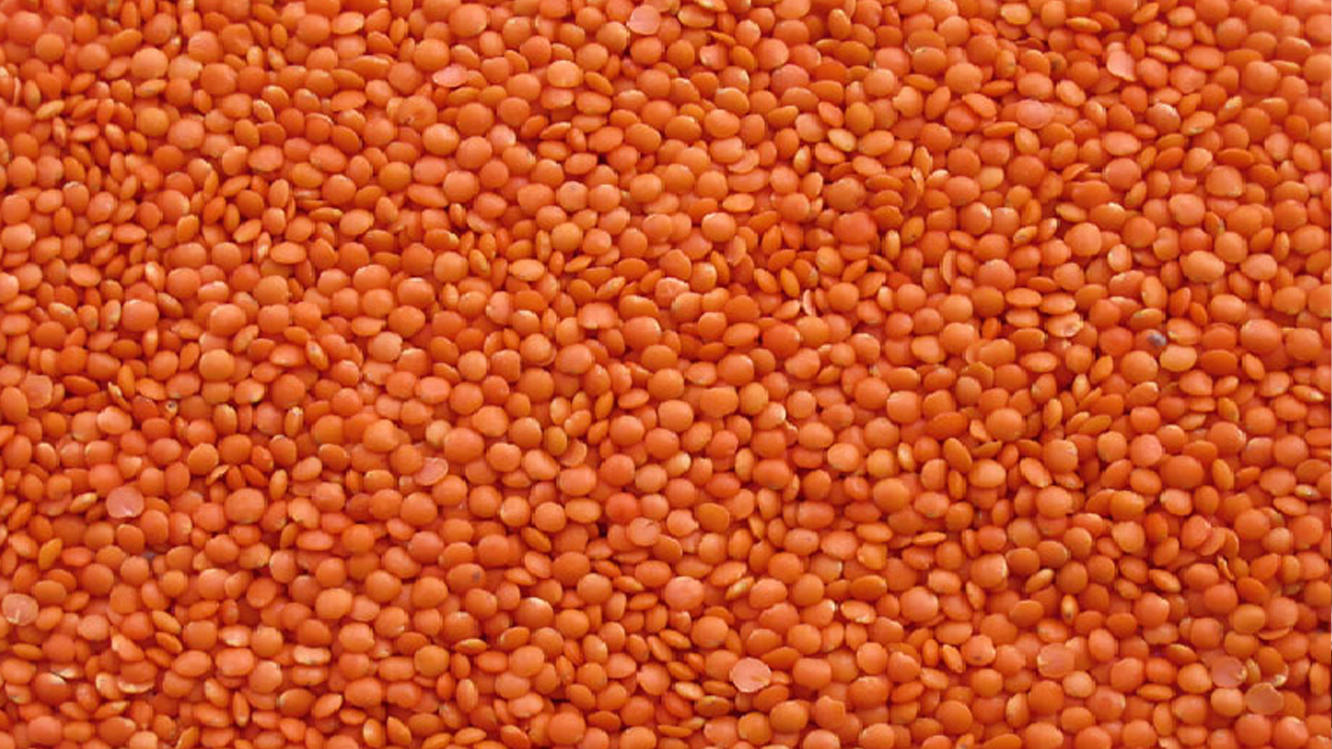 Moshur Dal
